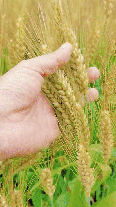 1700814816740151.png ec973ee6281d8df1d806038ebf22f2b.png