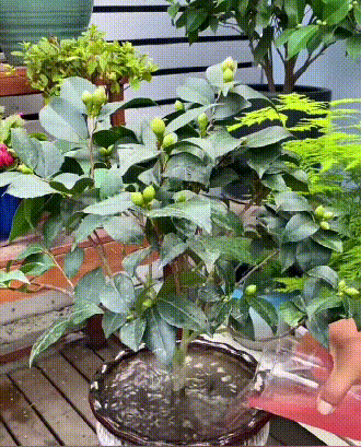 1703750289491855.png 2bb5e1c361187cecb03f3fd8cd25b1b.png